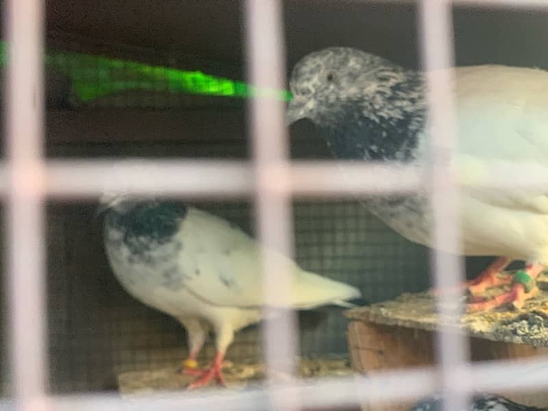 40 pigeons for sale only serious person contact 15