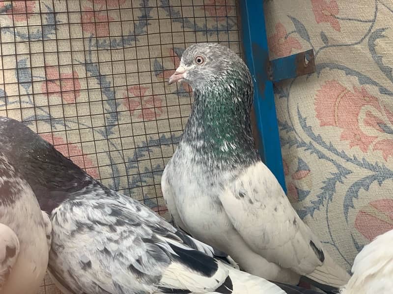 40 pigeons for sale only serious person contact 16