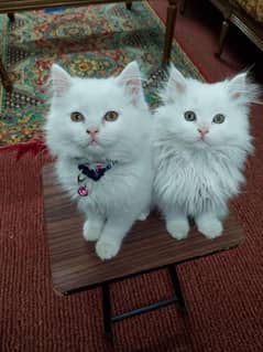 Persian pair  triple cocted