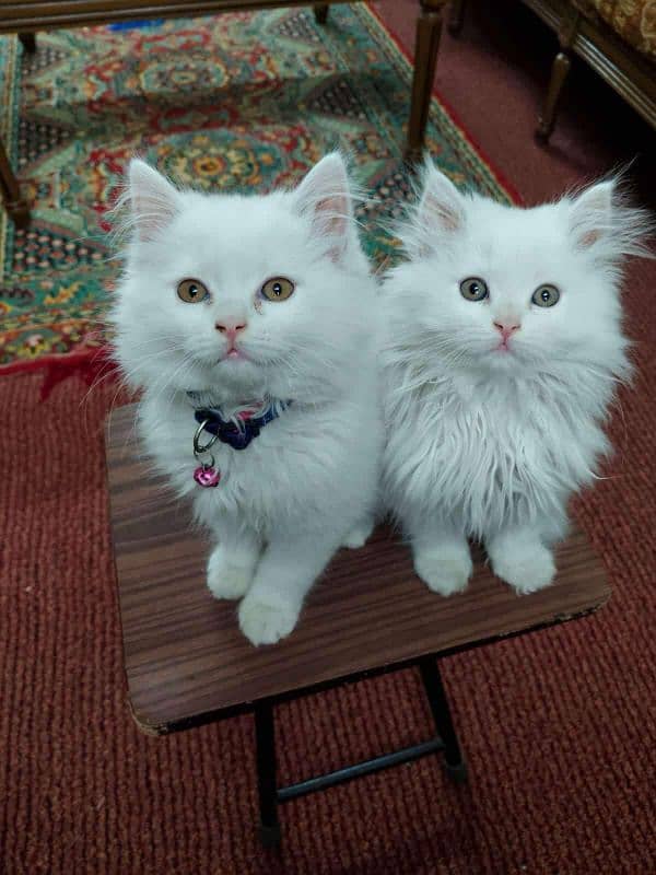 Persian pair  triple cocted 0