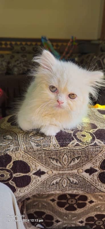 pure persian kitten hazel eyes 0