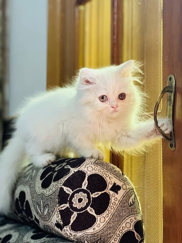 pure persian kitten hazel eyes 1