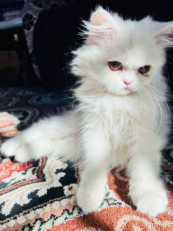 pure persian kitten hazel eyes 2