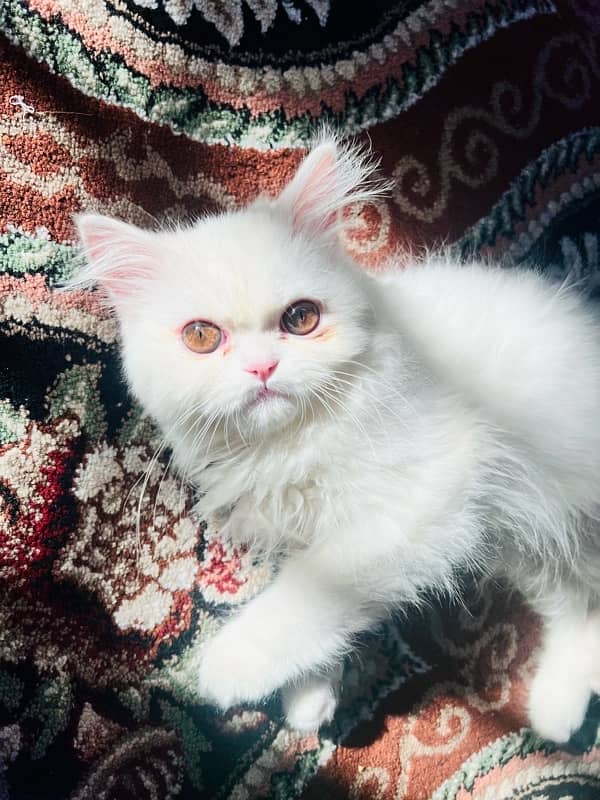 pure persian kitten hazel eyes 3