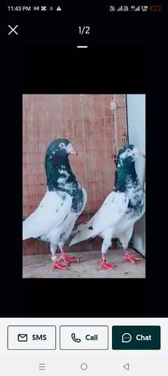 baby pigeon for sale total 7 ha parwazi bachy