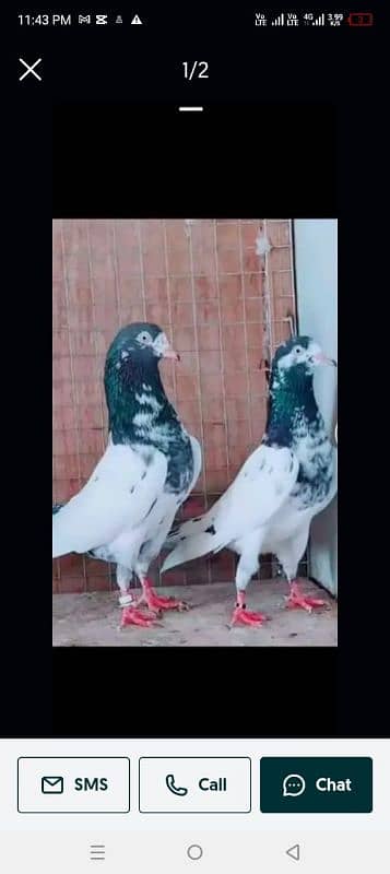 baby pigeon for sale total 9 ha parwazi bachy 0