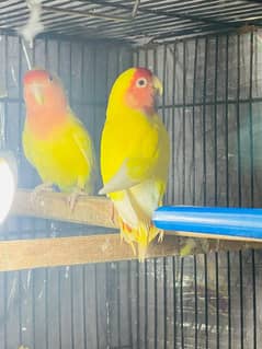 Common Latino Breeder pair