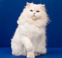 Dolly Faced female Persian cat