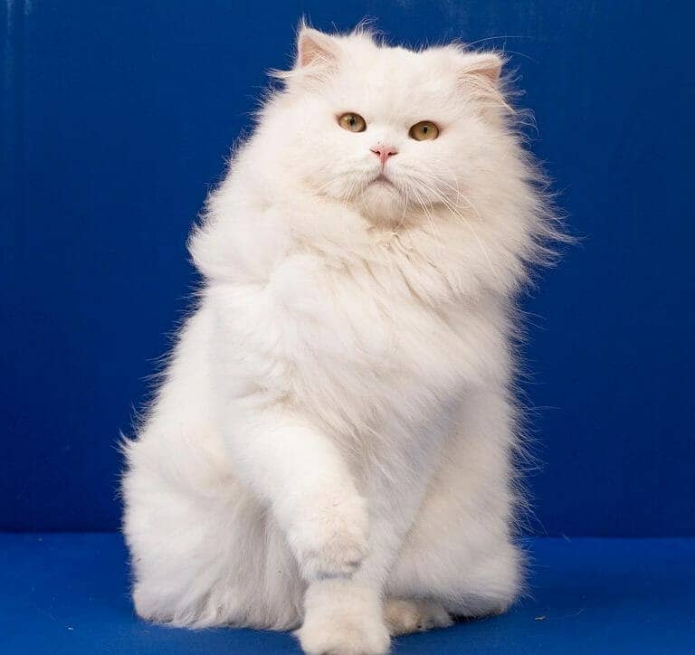 Dolly Faced female Persian cat 0