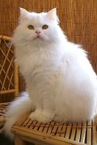 Dolly Faced female Persian cat 1