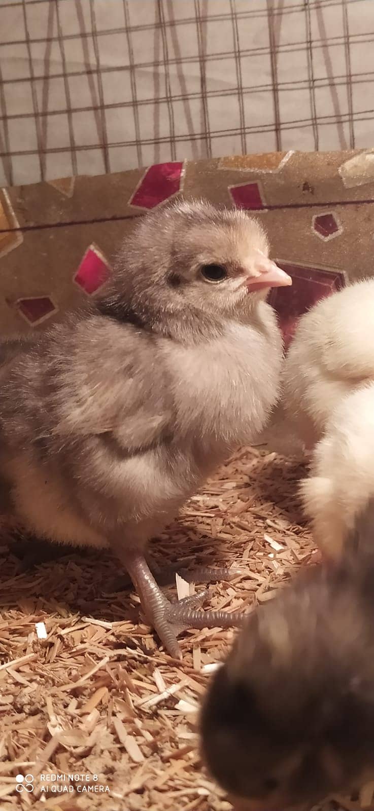 Australorp | Heritage chicks | Blue Australorp | White Australorp | 2