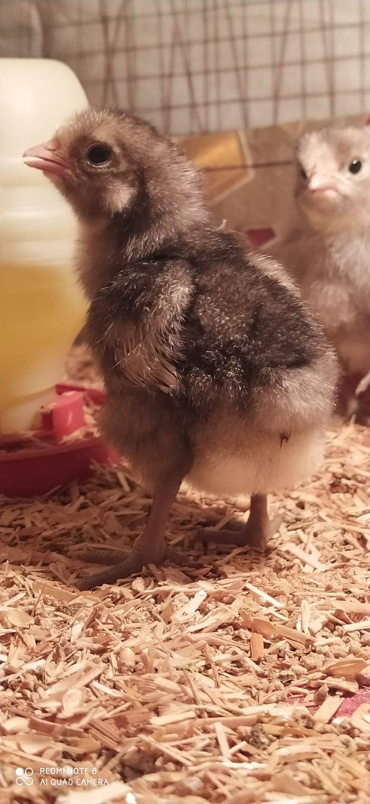 Australorp | Heritage chicks | Blue Australorp | White Australorp | 3