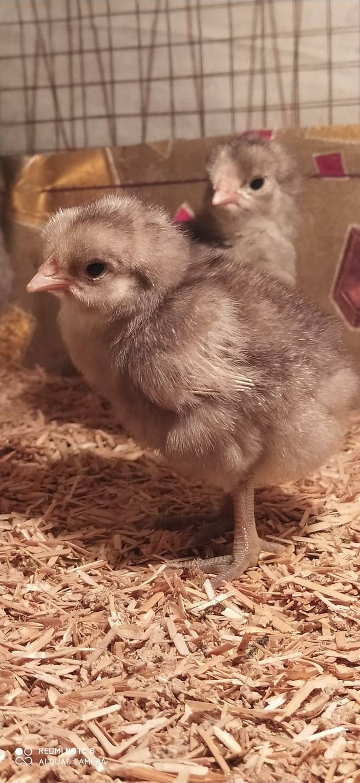 Australorp | Heritage chicks | Blue Australorp | White Australorp | 4