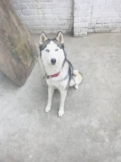 Beautiful husky conform breeder 3 time breed 6 puppies