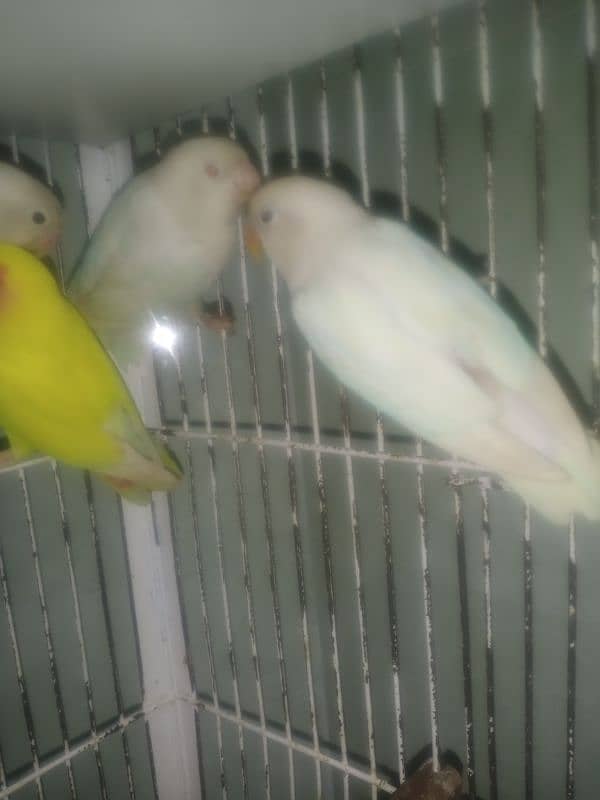 love birds 1200 per piece.  03296104850 3