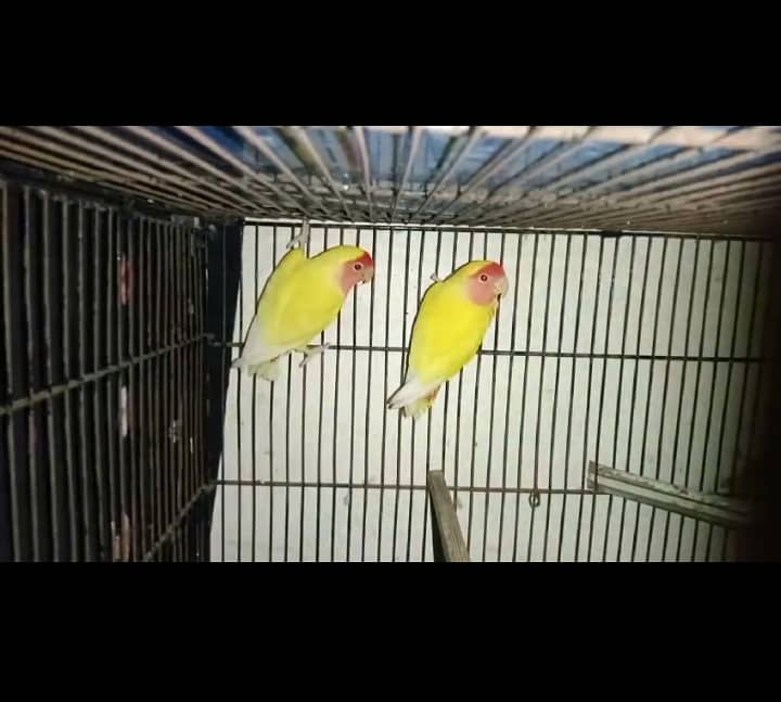 Eno Cocktail Female & Lotino Red Eye Breeder Pair 2