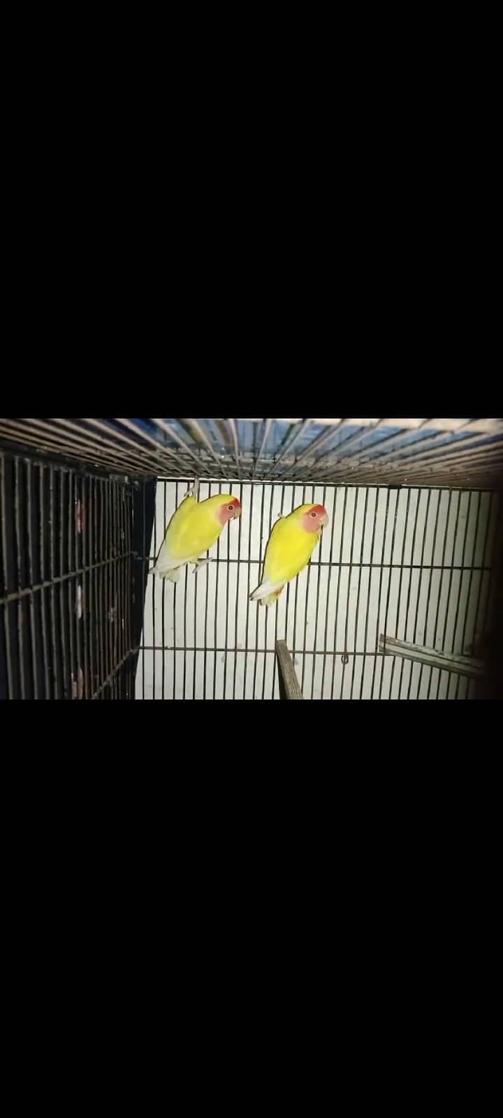 Eno Cocktail Female & Lotino Red Eye Breeder Pair 3