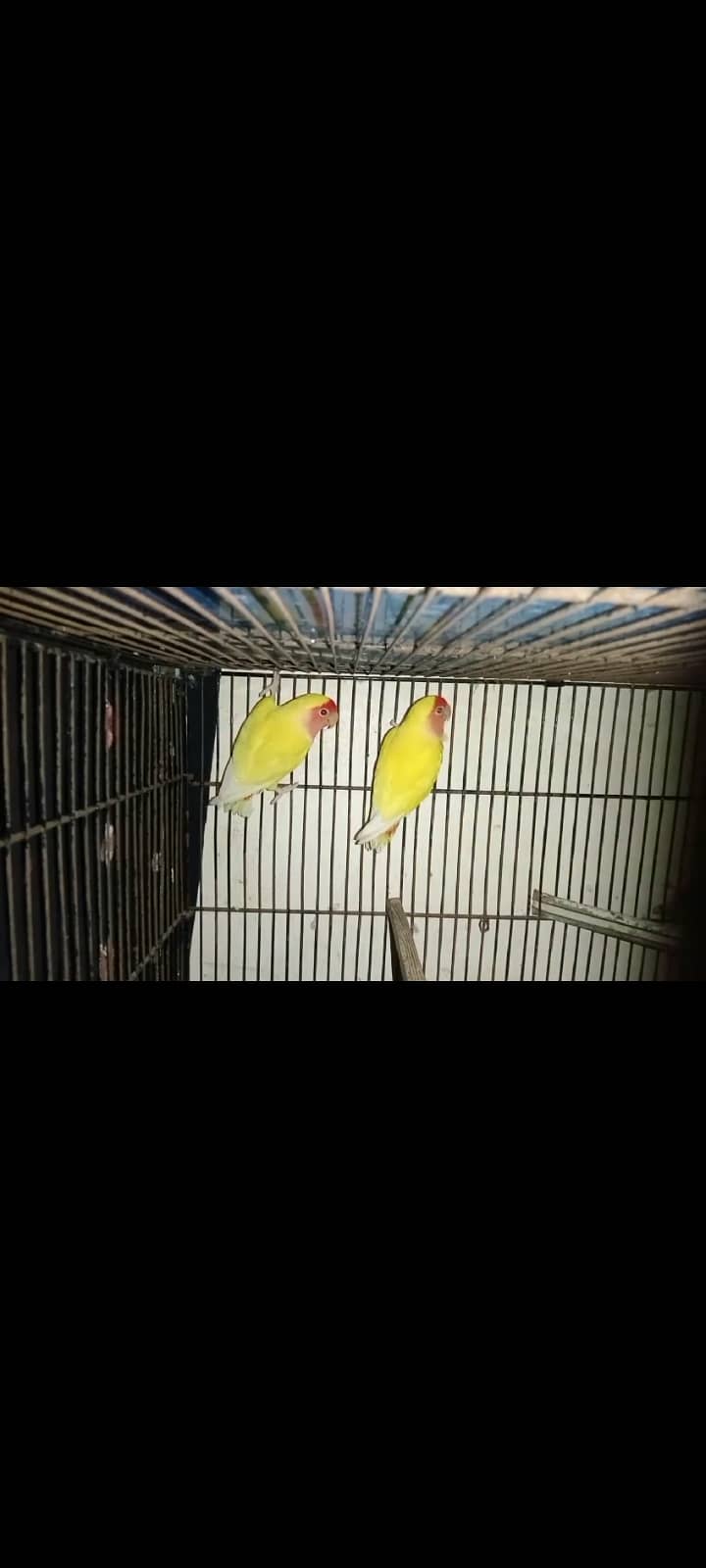 Eno Cocktail Female & Lotino Red Eye Breeder Pair 4