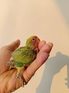 hand tamed chicks