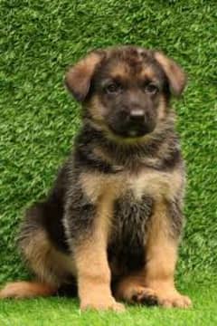 German shepherd puppies available for sale