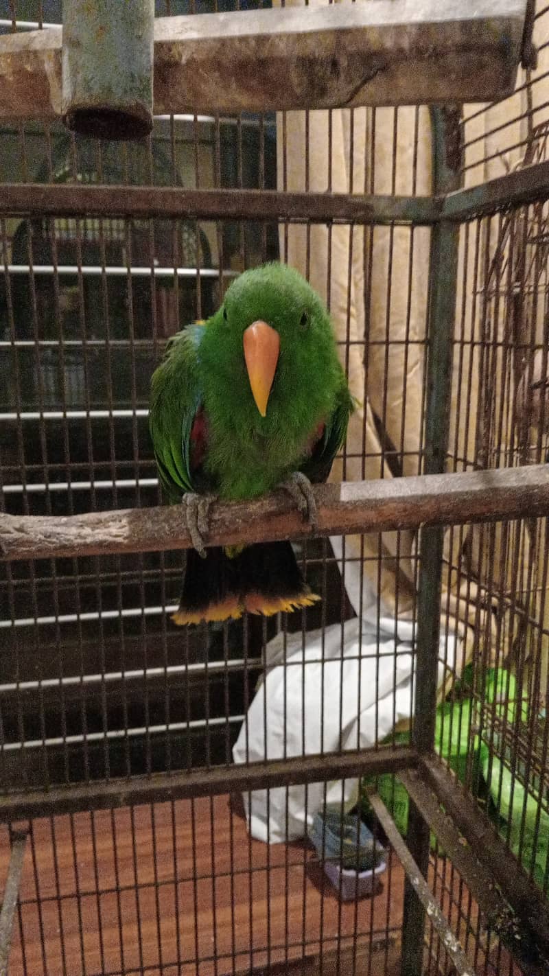 Grand Electus male parrot Hand tamed breeder 2