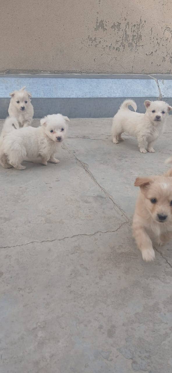 Russian puppies ready for new home 0