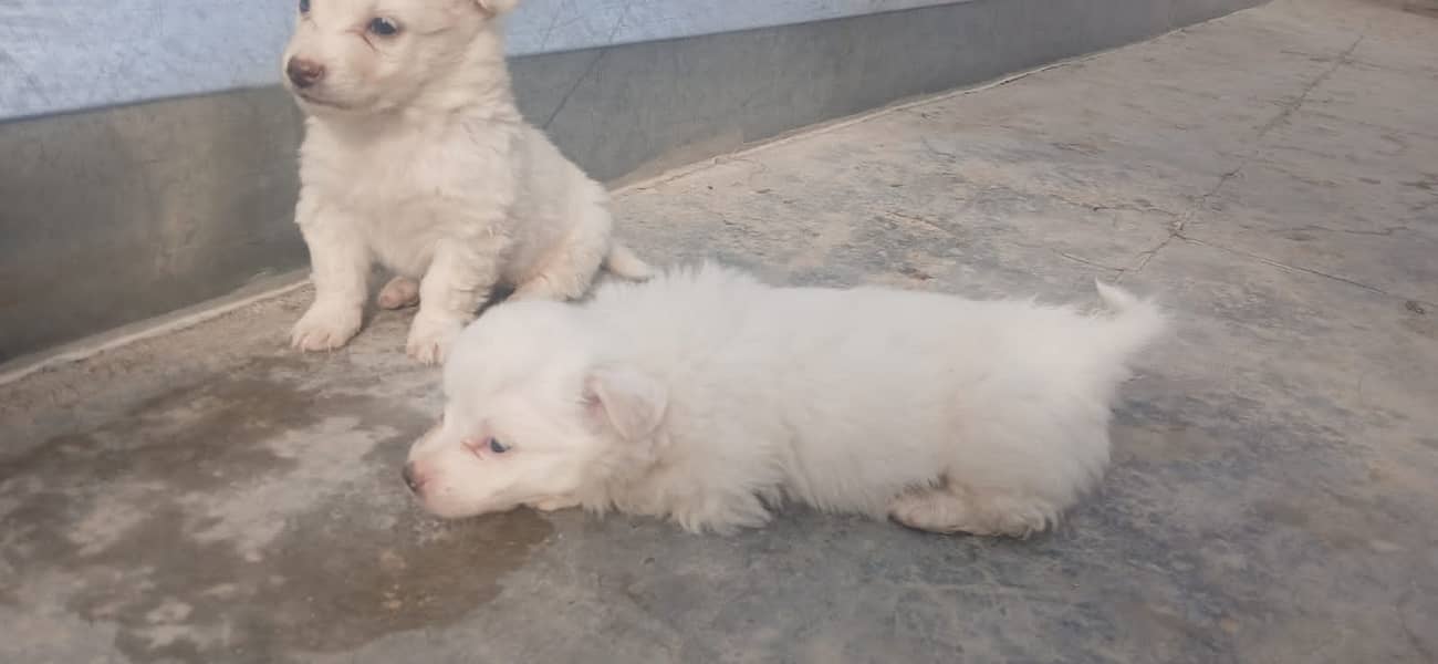 Russian puppies ready for new home 6