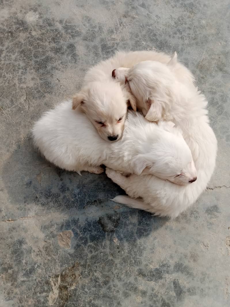 Russian puppies ready for new home 9