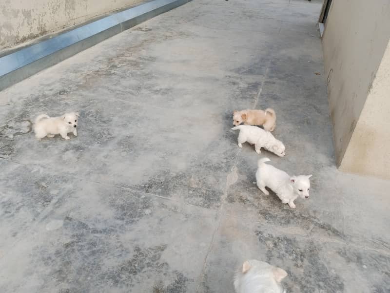 Russian puppies ready for new home 10