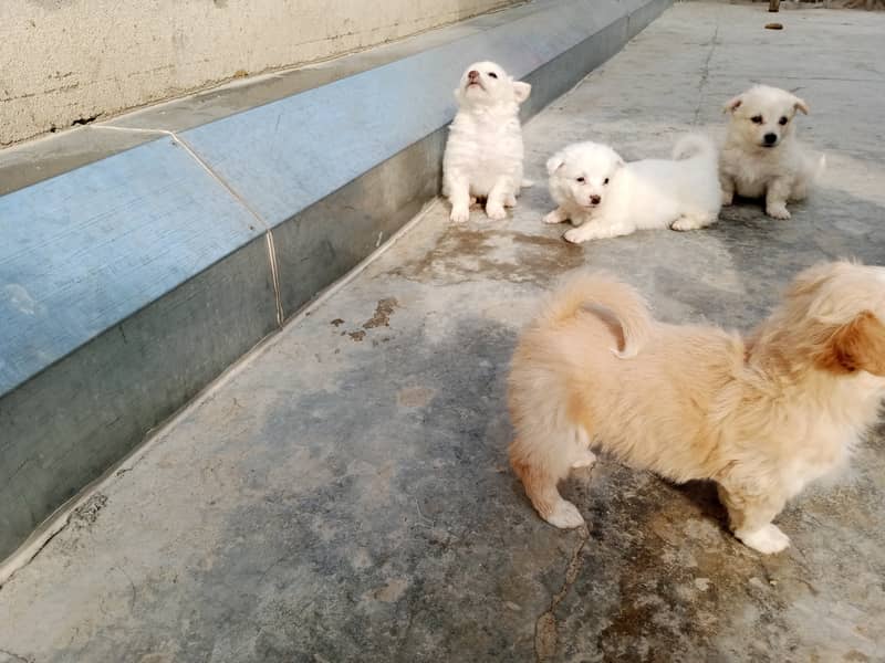 Russian puppies ready for new home 12