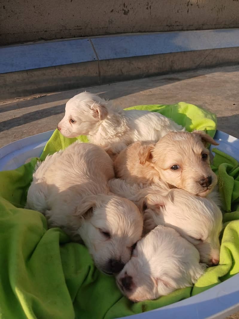 Russian puppies ready for new home 13