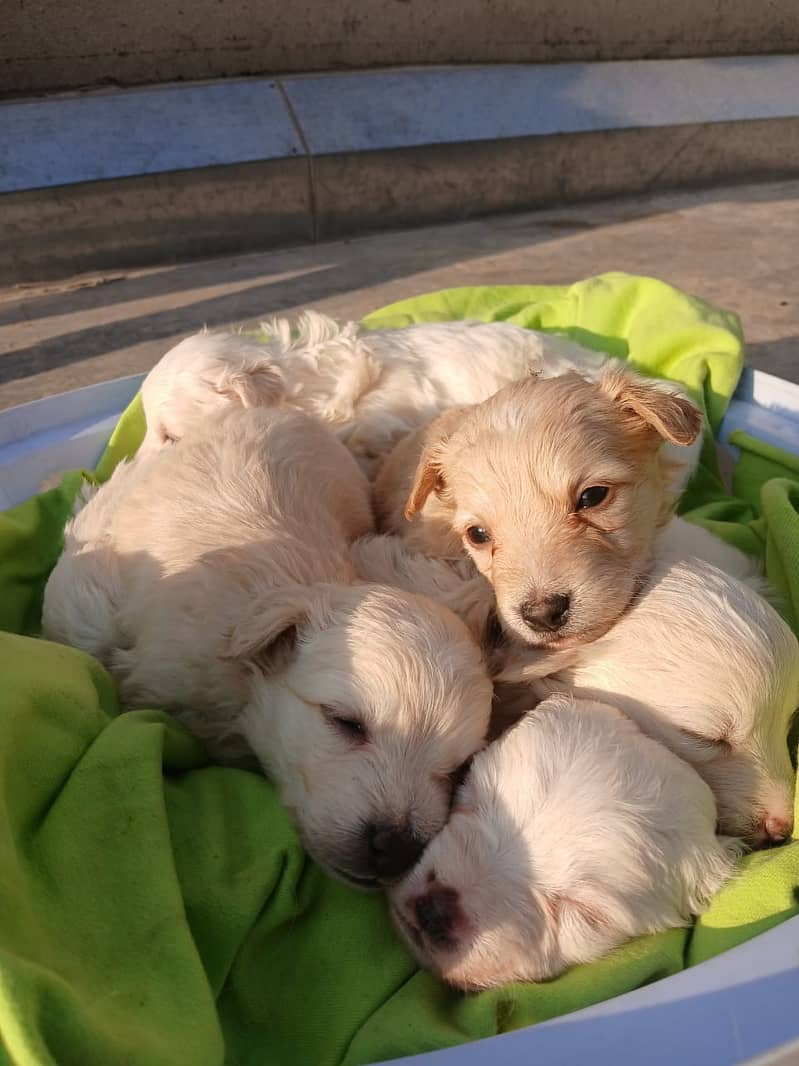 Russian puppies ready for new home 14