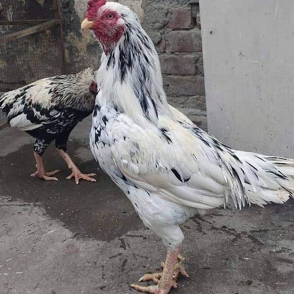 Mianwali Aseel Murga and Hens For Sale 12