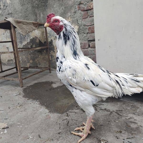 Mianwali Aseel Murga and Hens For Sale 14