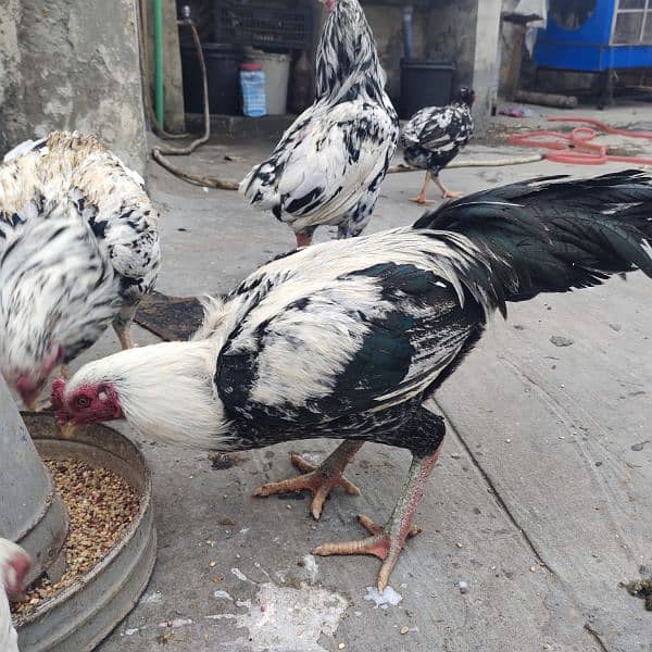 Mianwali Aseel Murga and Hens For Sale 17