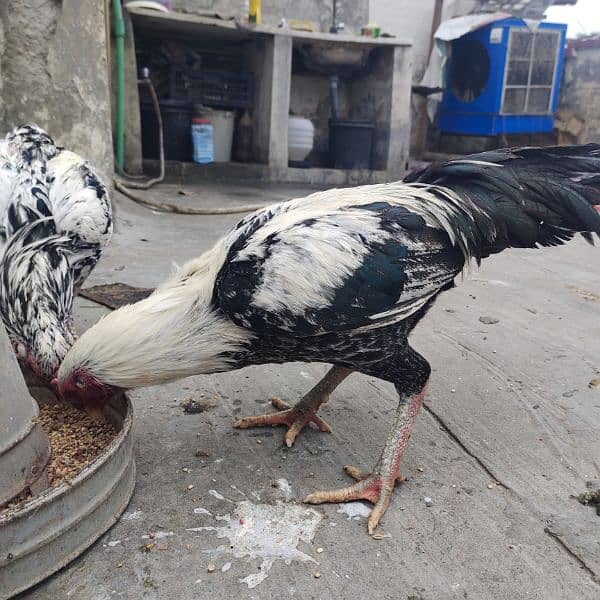 Mianwali Aseel Murga and Hens For Sale 18