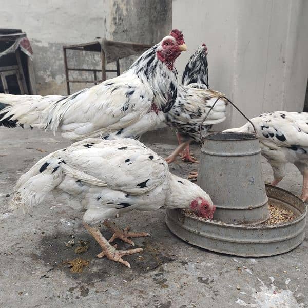 Mianwali Aseel Murga and Hens For Sale 19