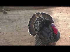 turkey breeder males and females 6500 each