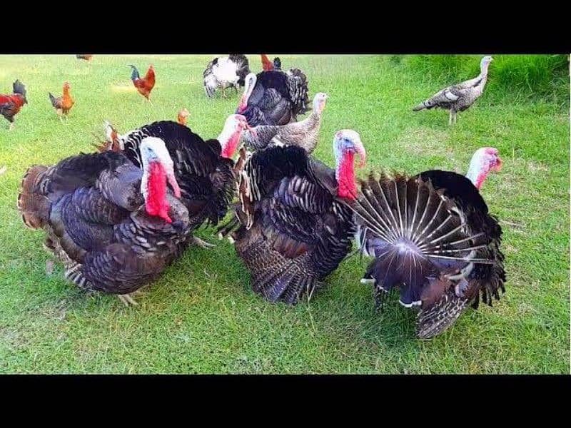 turkey breeder males and females 6500 each 1