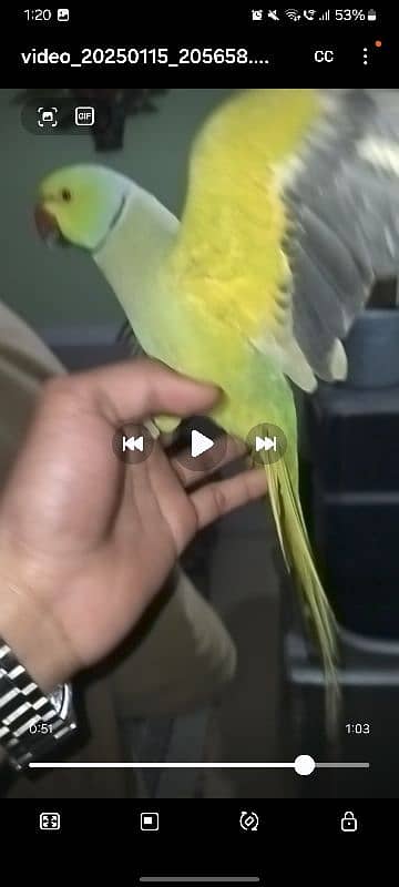 parrot 2