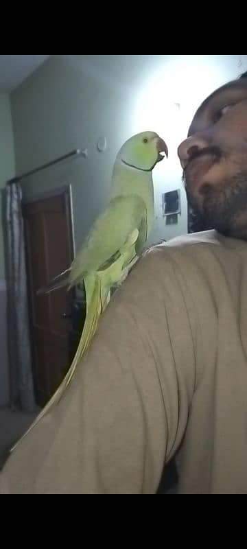 parrot 4