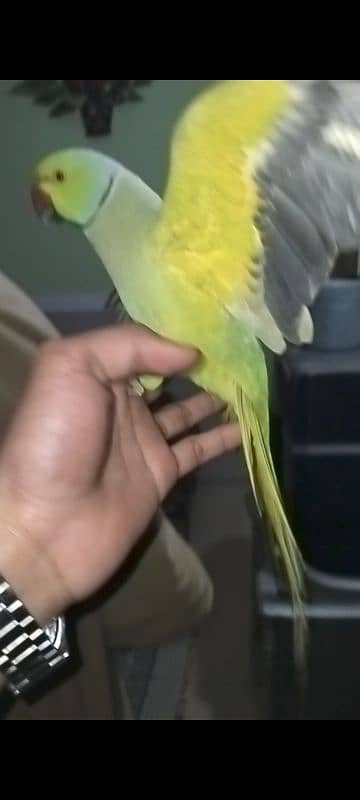 parrot 5