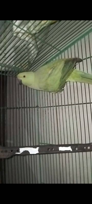 parrot 10