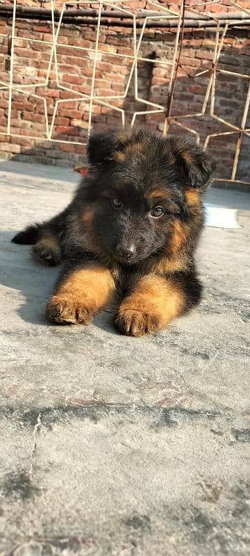 Garman Shepard puppy for sale 2