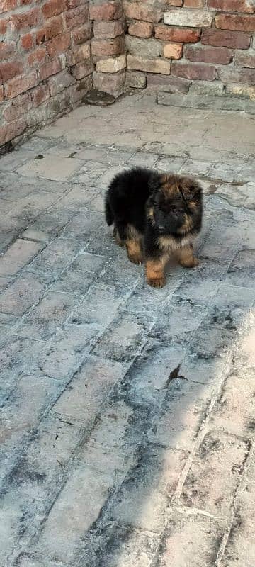 Garman Shepard puppy for sale 3