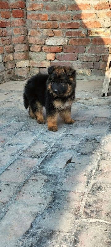 Garman Shepard puppy for sale 7