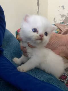 Persian Kittan