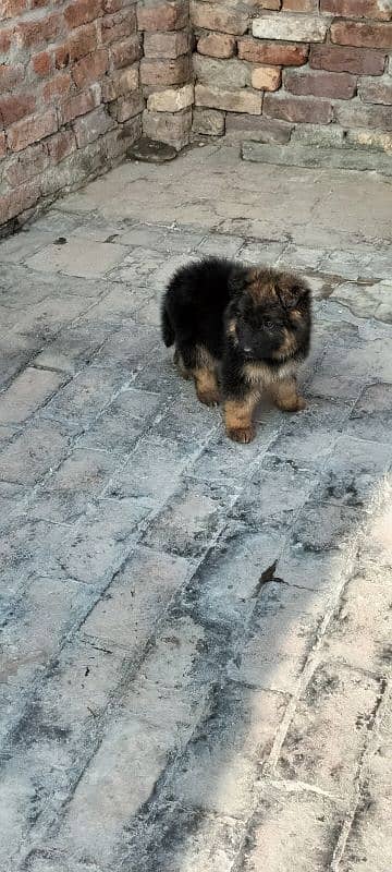 Garman Shepard puppies for sale 6