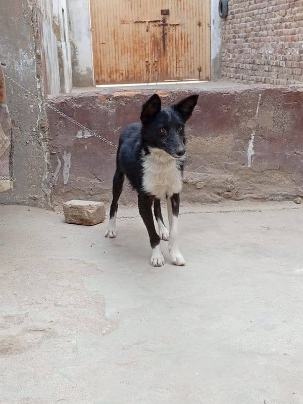 border collie 1