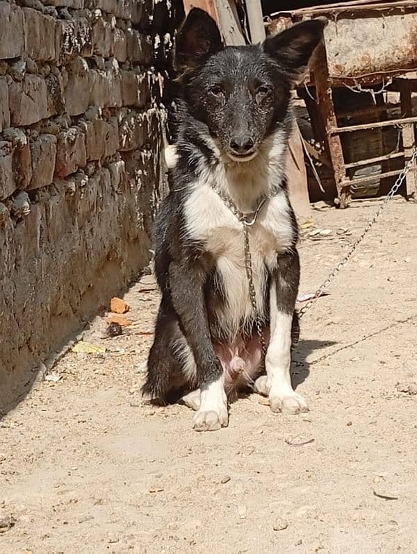 border collie 4